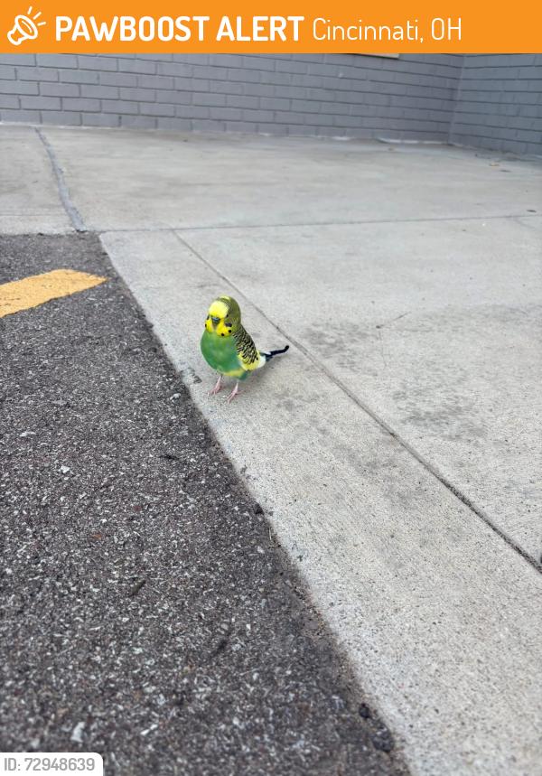 Found/Stray Unknown Bird last seen Milk jar parking lot, Cincinnati, OH 45244