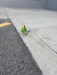 Found/Stray Unknown Bird last seen Milk jar parking lot, Cincinnati, OH 45244
