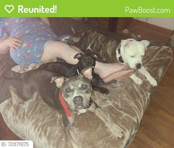Reunited Male Dog last seen Deadend rd/ 13 bridges rd  enfield ,nc, Enfield, NC 27823
