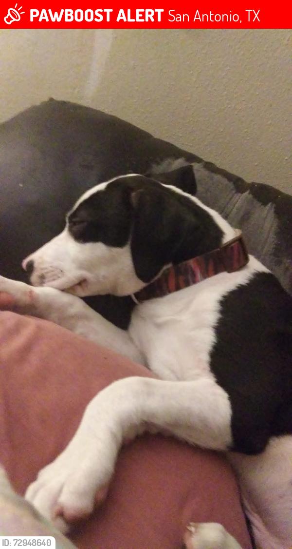 Lost Male Dog last seen Lee baseball field, San Antonio, TX 78212