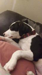 Lost Male Dog last seen Lee baseball field, San Antonio, TX 78212