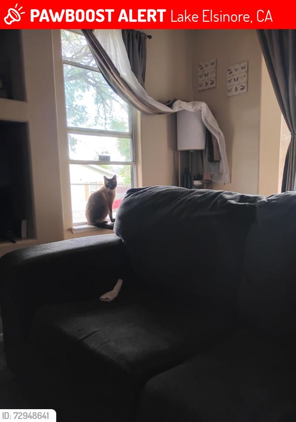 Lost Male Cat last seen Cottrell Blvd , Lake Elsinore, CA 92530