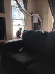 Lost Male Cat last seen Cottrell Blvd , Lake Elsinore, CA 92530