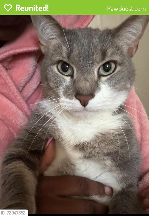Reunited Male Cat last seen nearest neighborhoods, Woodlawn elementary , security blvd, Lochearn, MD 21207