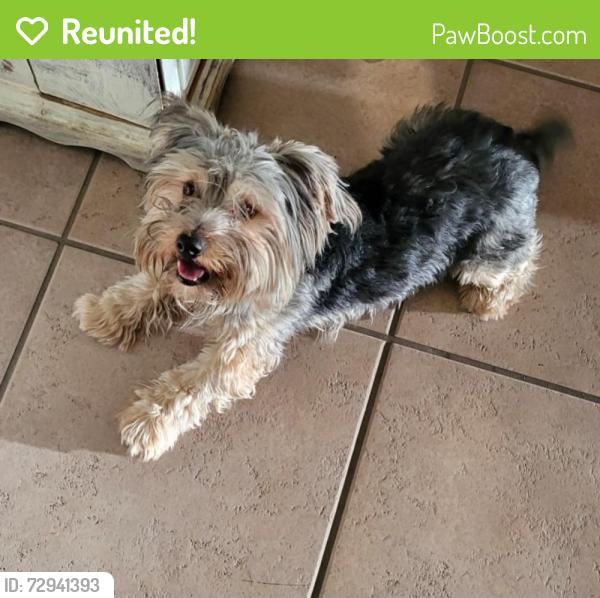 Reunited Male Dog last seen Near Wickford Dr, North Las Vegas, NV 89032