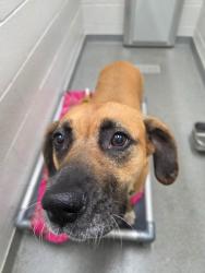 Shelter Stray Female Dog last seen , East Ridge, TN 37412