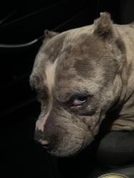 Found/Stray Female Dog last seen Found her crossing the street on Sahara and nelis , Las Vegas, NV 89104