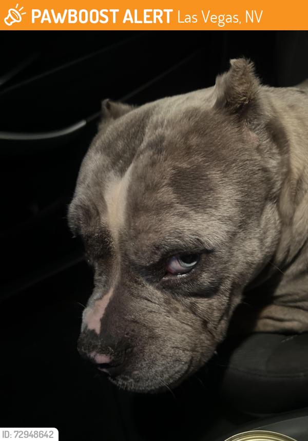 Found/Stray Female Dog last seen Found her crossing the street on Sahara and nelis , Las Vegas, NV 89104