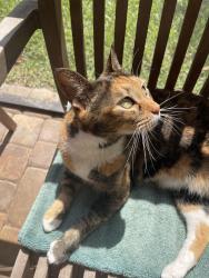 Lost Female Cat last seen Orchard Park s off Wildwood, St. Augustine, FL 32086
