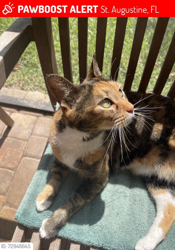 Lost Female Cat last seen Orchard Park s off Wildwood, St. Augustine, FL 32086