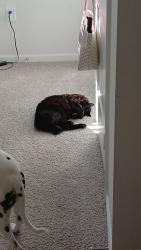 Reunited Male Cat last seen Redmond hosp , Rome, GA 30165