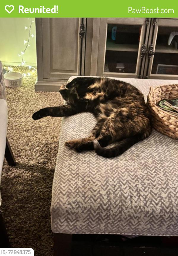 Reunited Female Cat last seen Imperial Hwy and Poplar, Brea, CA 92821