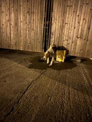 Shelter Stray Male Dog last seen Near , Indianapolis, IN 46221