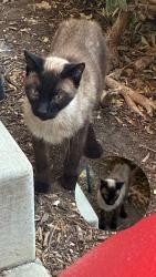 Found/Stray Unknown Cat last seen Target, Brea, CA 92821