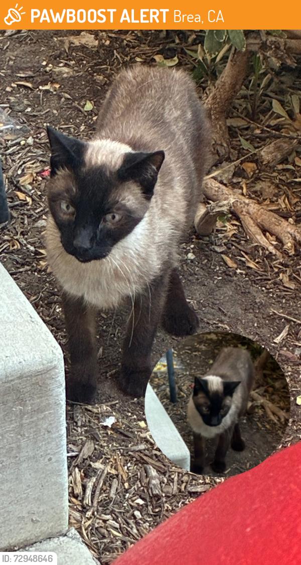 Found/Stray Unknown Cat last seen Target, Brea, CA 92821