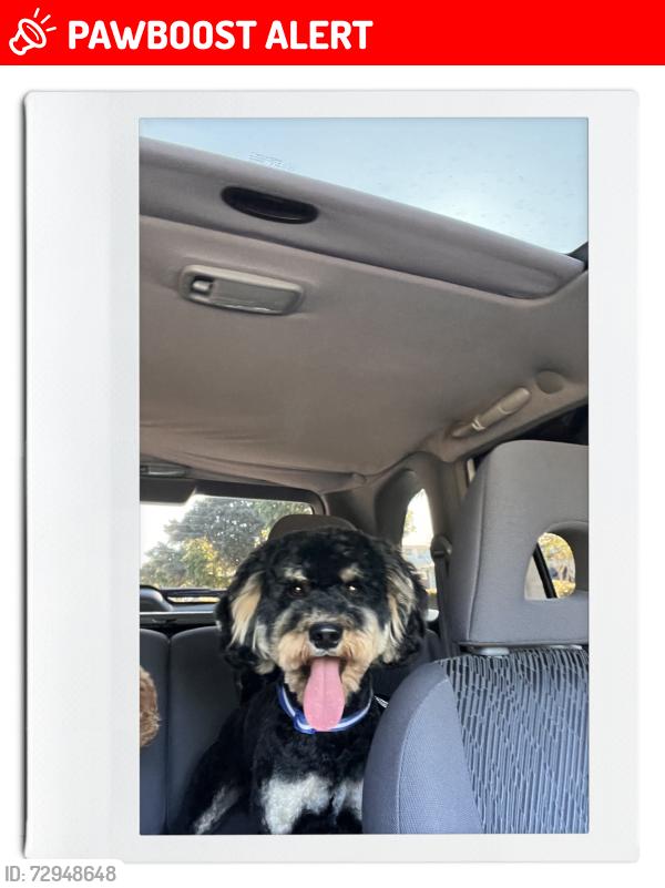 Lost Male Dog last seen Hemphill Avenue , Mount Pritchard, NSW 2170