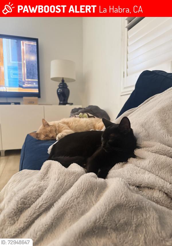 Lost Female Cat last seen Las Lomas Park, La Habra, CA 90631
