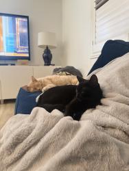 Lost Female Cat last seen Las Lomas Park, La Habra, CA 90631