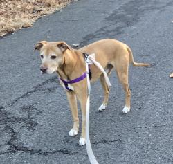 Reunited Male Dog last seen E Cedar St. and Brookside Place, Livingston, NJ 07039