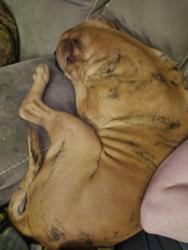 Reunited Male Dog last seen Broadway and marceau , St. Louis, MO 63111