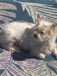 Reunited Male Dog last seen Knott park, Portland, OR 97220