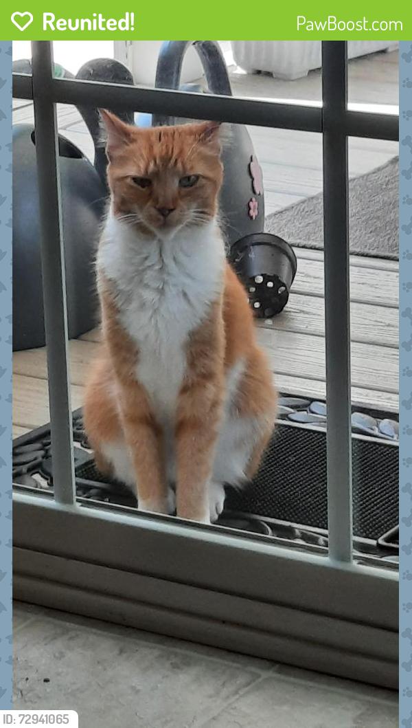 Reunited Unknown Cat last seen Brendford Road and Lupine, Smyrna, DE 19977