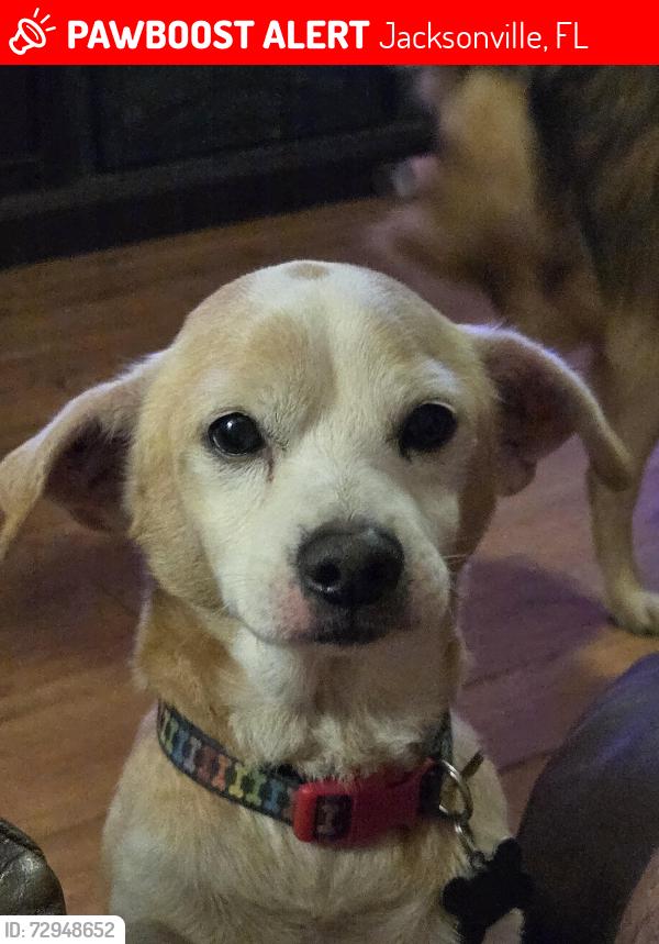 Lost Male Dog last seen Normandy ests  trailer park, Jacksonville, FL 32221