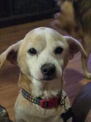 Lost Male Dog last seen Normandy ests  trailer park, Jacksonville, FL 32221