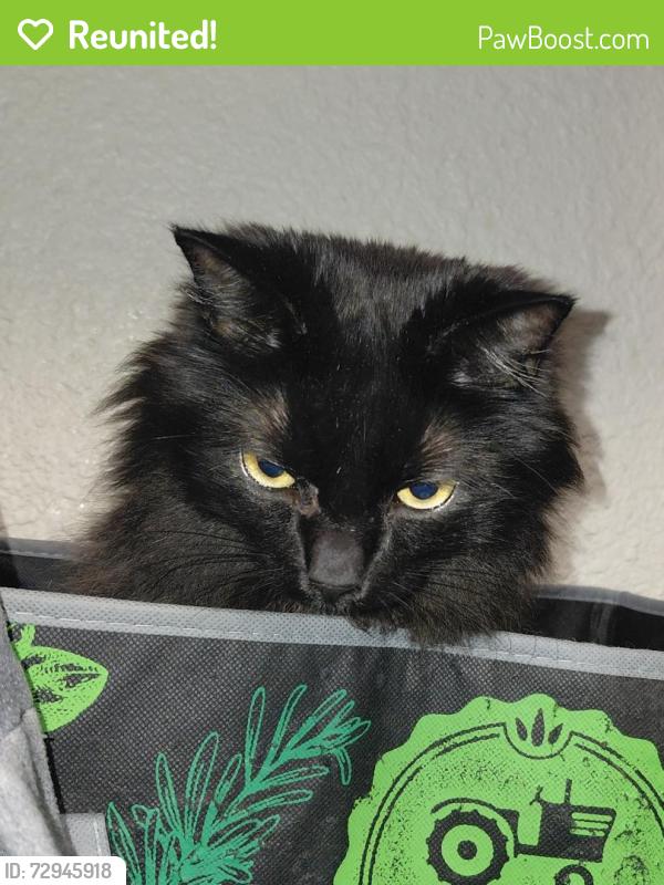 Reunited Male Cat last seen Murray and Lionsgate, Colorado Springs, CO 80916