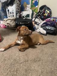 Lost Male Dog last seen 25th & Jefferson , Wilmington, DE 19802