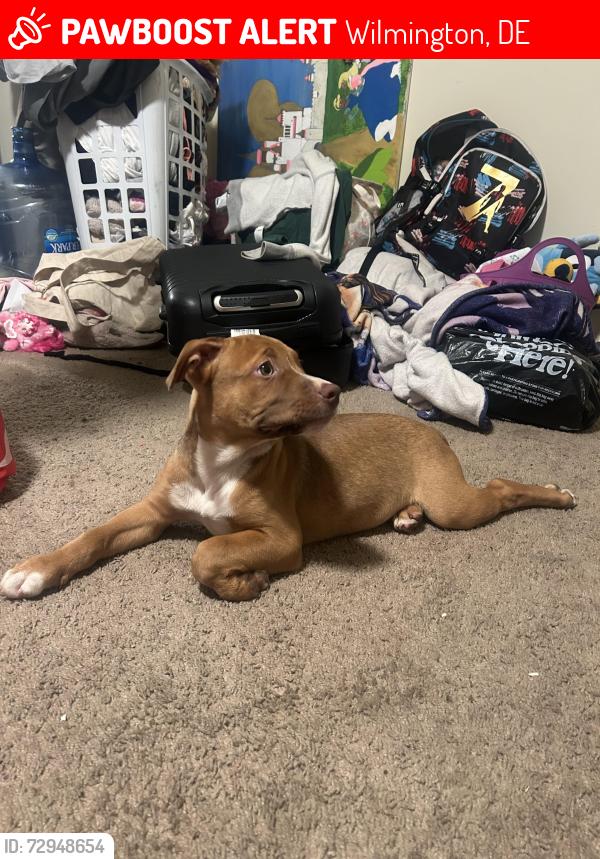 Lost Male Dog last seen 25th & Jefferson , Wilmington, DE 19802