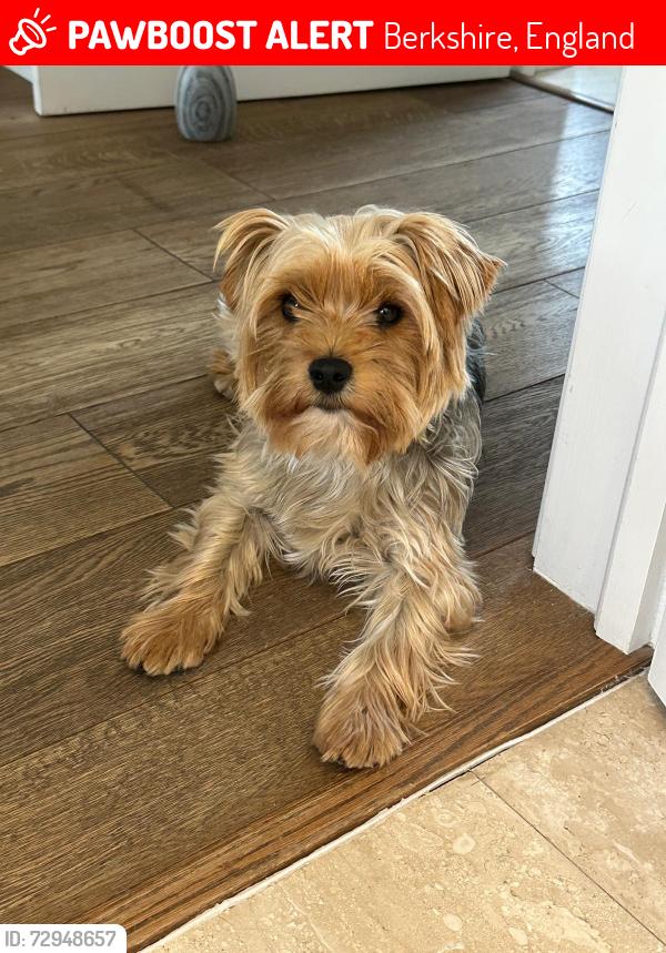 Lost Female Dog last seen The Ridges, The woods on wellingtonia avenue and the one further up, Berkshire, England 