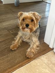 Lost Female Dog last seen The Ridges, The woods on wellingtonia avenue and the one further up, Berkshire, England 