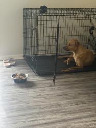 Reunited Female Dog last seen Convington pike and Raiegh Lagrange , Memphis, TN 38128