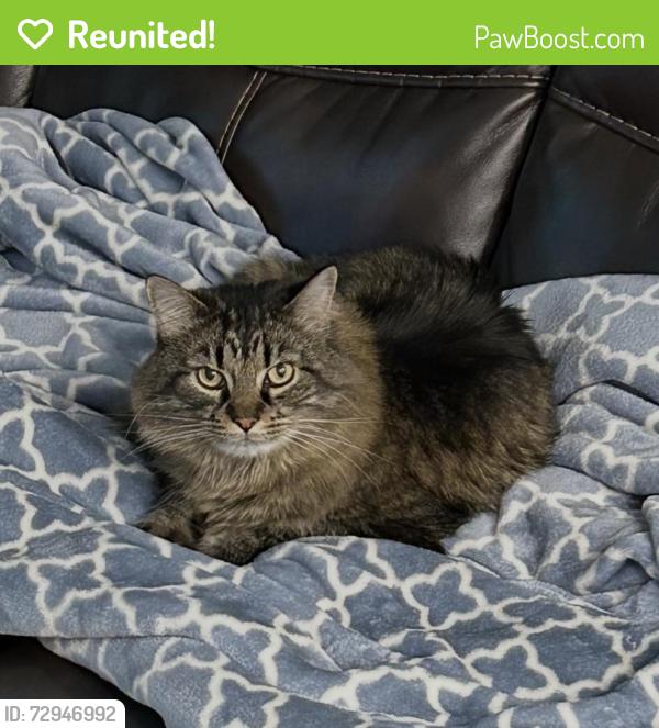 Reunited Male Cat last seen Sedum park, Sherwood Park, AB T8H 2X7