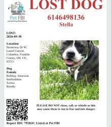 Lost Female Dog last seen Near Stornoway dr w, Columbus, OH 43213