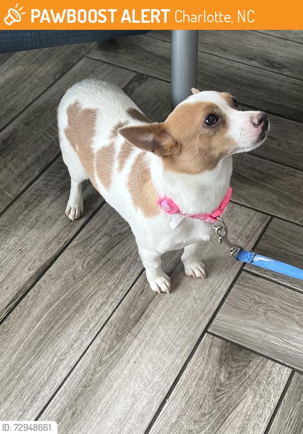 Found/Stray Male Dog last seen Lake Forest Rd, Charlotte, NC 28227