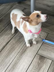 Found/Stray Male Dog last seen Lake Forest Rd, Charlotte, NC 28227