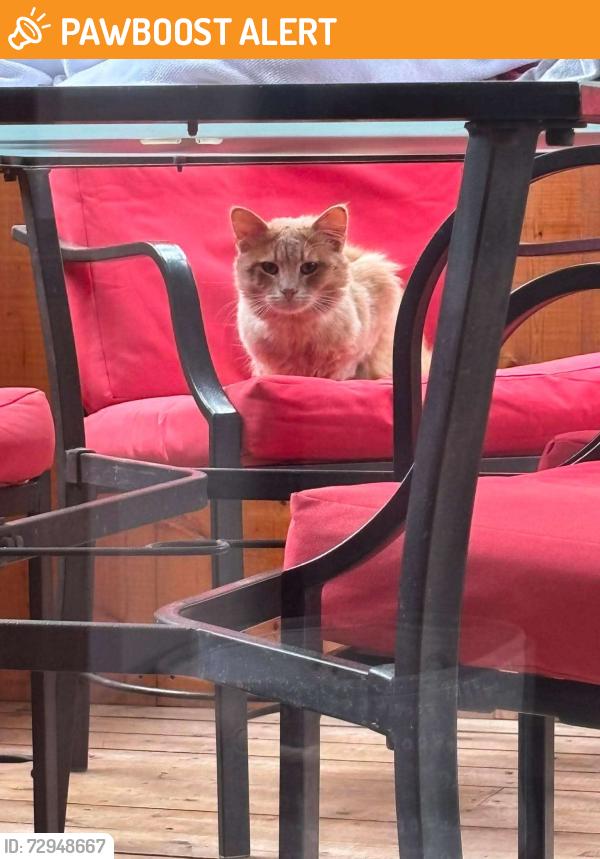 Found/Stray Unknown Cat last seen Rte 490 and Waterway Rd, Moncton Parish, NB E1G