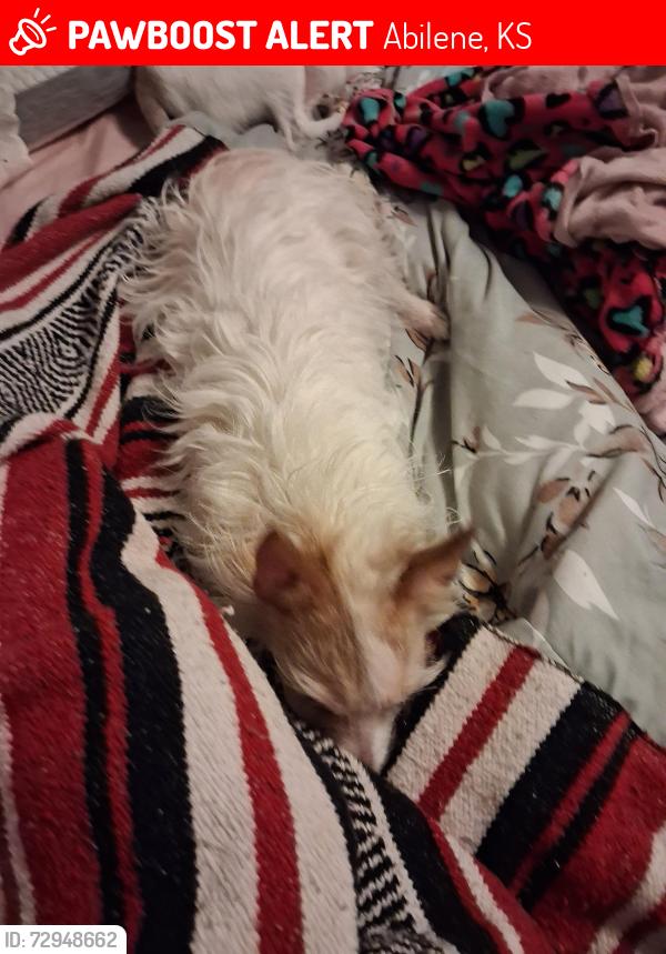 Lost Female Dog last seen  Kueny. Street , Abilene, KS 67410