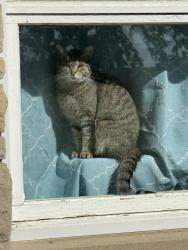 Lost Female Cat last seen BP newark , Newark, IL 60541