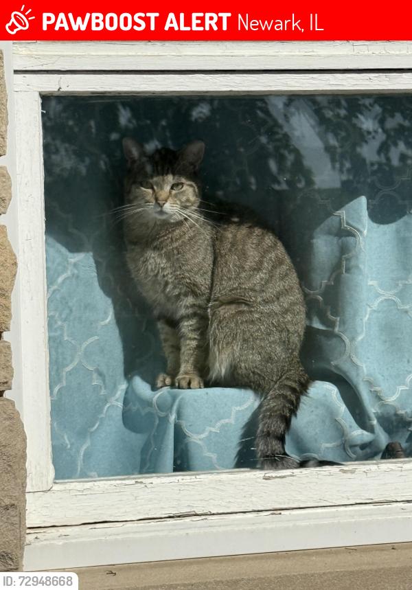 Lost Female Cat last seen BP newark , Newark, IL 60541