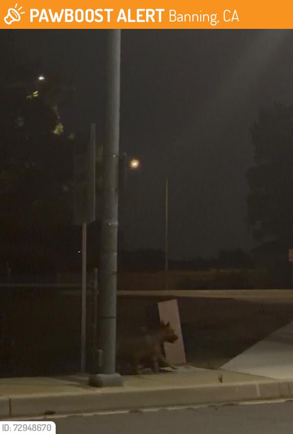 Found/Stray Unknown Dog last seen Heading to highland home road off of Wilson, Banning, CA 92220