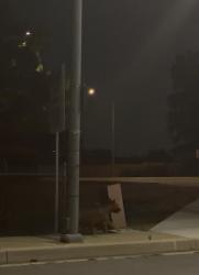 Found/Stray Unknown Dog last seen Heading to highland home road off of Wilson, Banning, CA 92220