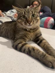 Reunited Male Cat last seen Pho Van Restaurant , Portland, OR 97215