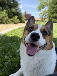 Lost Male Dog last seen Montello st / oddie , Reno, NV 89501