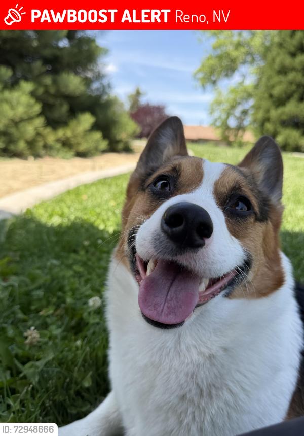 Lost Male Dog last seen Montello st / oddie , Reno, NV 89501