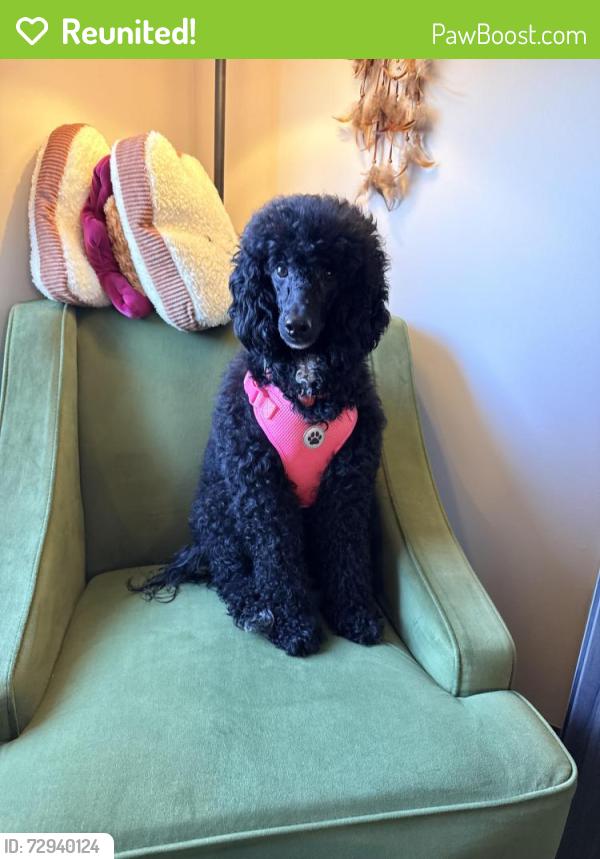 Reunited Female Dog last seen Marsh and Sober Road in Fowlerville, MI, Conway Township, MI 48836