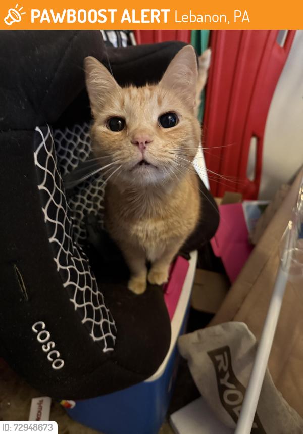 Found/Stray Male Cat last seen Off of 897 or fifth Avenue , Lebanon, PA 17042