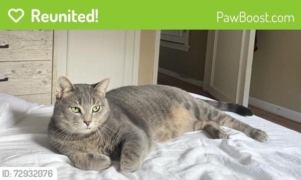 Reunited Male Cat last seen Clawson Ave and 13 miles area, Royal Oak, MI 48073